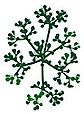 viburnum green web